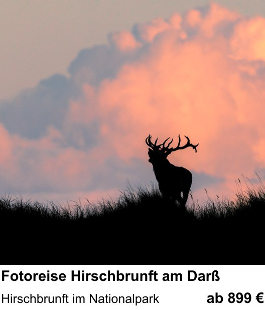 Atmosphärischer Fotoworkshop für Aufnahmen zu Fotoreise Hirschbrunft am Darß: Hirschbrunft im Nationalpark