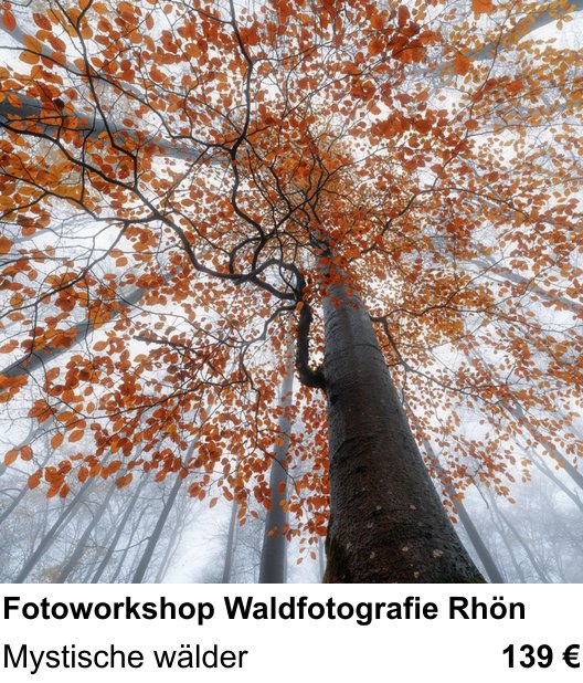 Atmosphärischer Fotoworkshop für Aufnahmen zu Fotoworkshop Waldfotografie Rhön: Mystische wälder