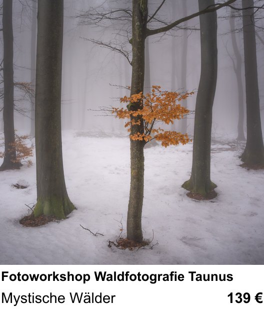 Atmosphärischer Fotoworkshop für Aufnahmen zu Fotoworkshop Waldfotografie Taunus: Mystische Wälder