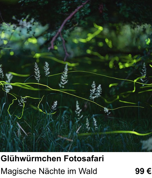 Atmosphärischer Fotoworkshop für Aufnahmen zu Glühwürmchen Fotosafari: Magische Nächte im Wald