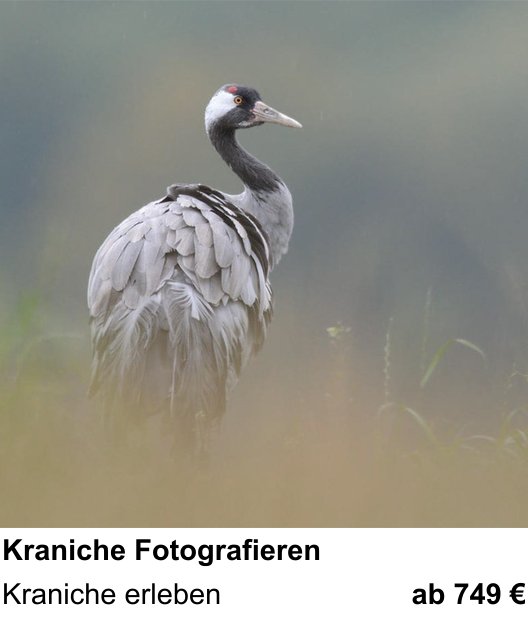 Atmosphärischer Fotoworkshop für Aufnahmen zu Kraniche Fotografieren: Kraniche erleben
