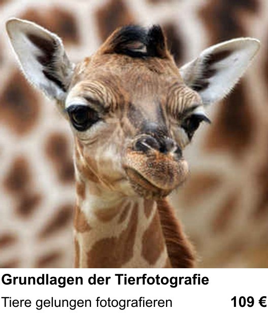 Fotokurs für Grundlagen der Tierfotografie in Krefeld – Tiere gelungen fotografieren