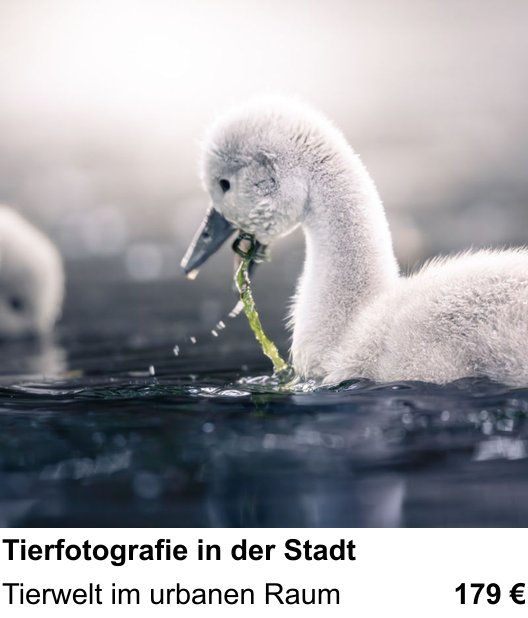 Fotokurs für Tierfotografie in der Stadt in Krefeld – Tierwelt im urbanen Raum