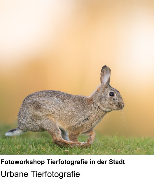 Fotokurs für Fotoworkshop Tierfotografie in der Stadt in Krefeld – Urbane Tierfotografie