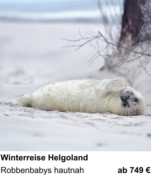 Atmosphärischer Fotoworkshop für Aufnahmen zu Robbenfotografie auf Helgoland: Robbenbabys hautnah