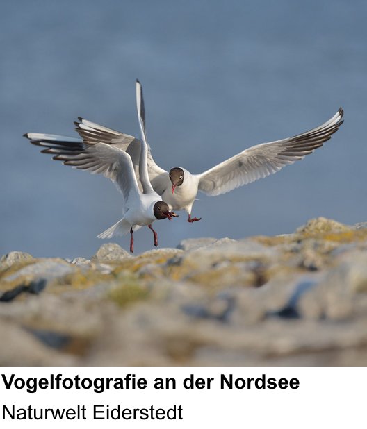 Atmosphärischer Fotoworkshop für Aufnahmen zu Fotoreise zur Vogelwelt Eiderstedts: Naturwelt Eiderstedt