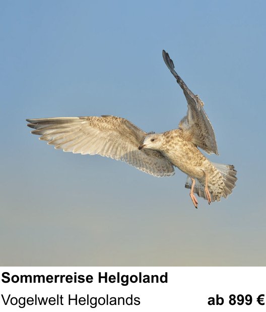 Atmosphärischer Fotoworkshop für Aufnahmen zu Küsten- und Vogelfotografie auf Helgoland: Vogelwelt Helgolands