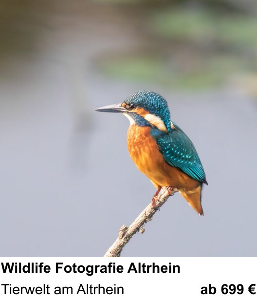 Atmosphärischer Fotoworkshop für Aufnahmen zu Wildlife Fotografie Altrhein: Tierwelt am Altrhein